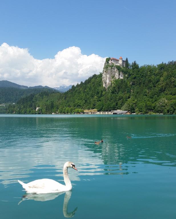 Maline Apartments Bled Esterno foto