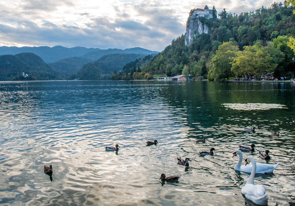 Maline Apartments Bled Esterno foto